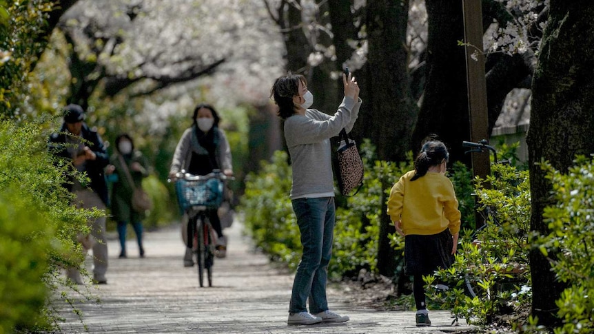 A woman photographs cherry trees and their white blossoms in a Tokyo park.