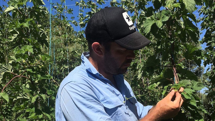 a farmer looks at hops grown vertically