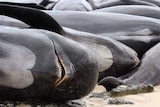 A close up shot of a dead pilot whale lying on sand and rocks.