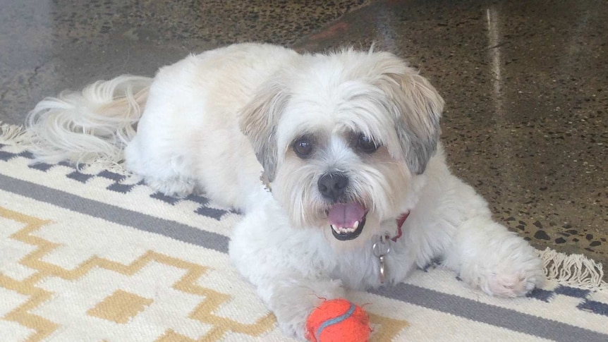 James Farmer's shitzhu maltese cross Didge