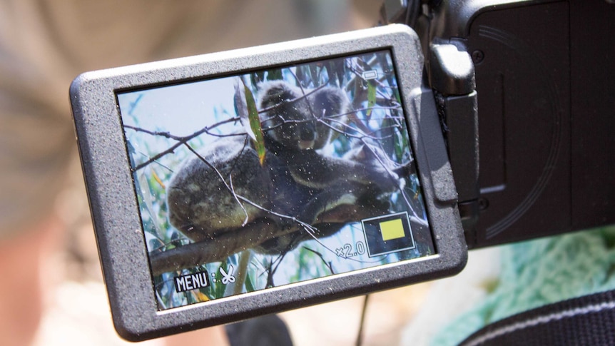 Koalas on camera screen captured by Parks Victoria volunteer