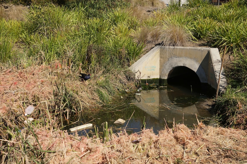 Rubbish and a bird in a waterway in Torquay