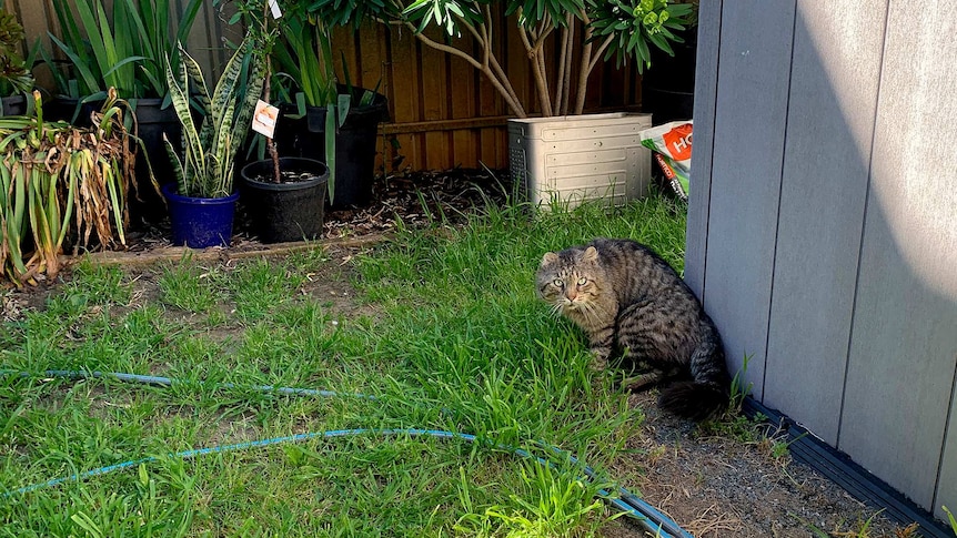 A feral tabby cat in a backyard