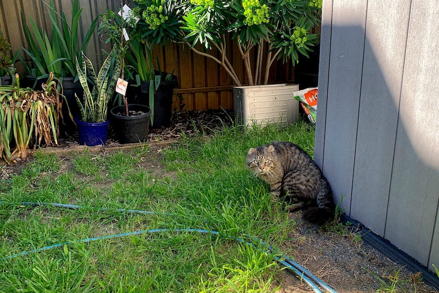 A feral cat in a Rosewater backyard