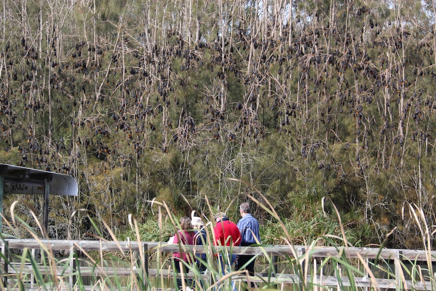 Bats in Batemans Bay on the NSW South Coast