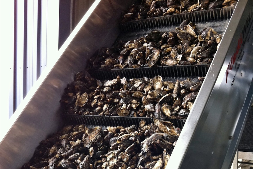 Oysters in shells in a fish factory
