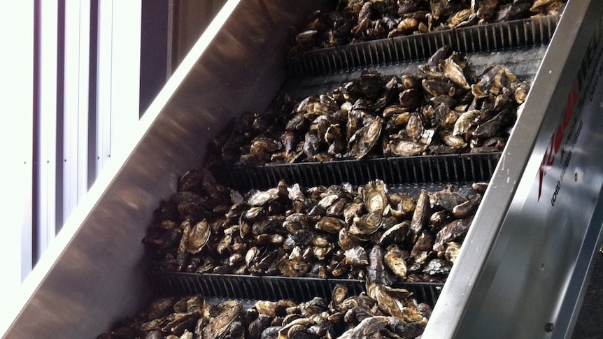 Oysters in shells in a fish factory