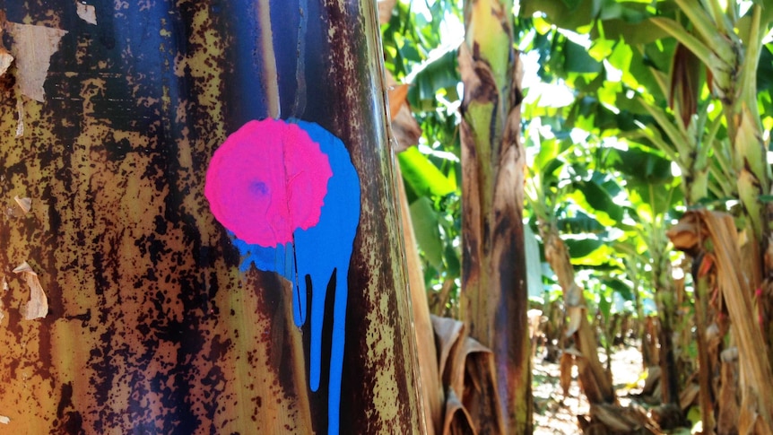 A banana plant is marked with bright paint so harvesters know when to pick the bunches