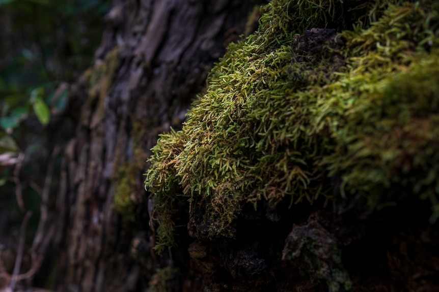 Moss on a tree in the Otways.