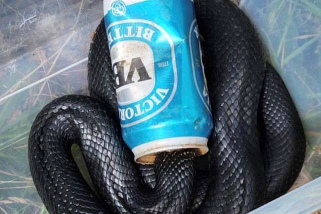 Snake in a Can