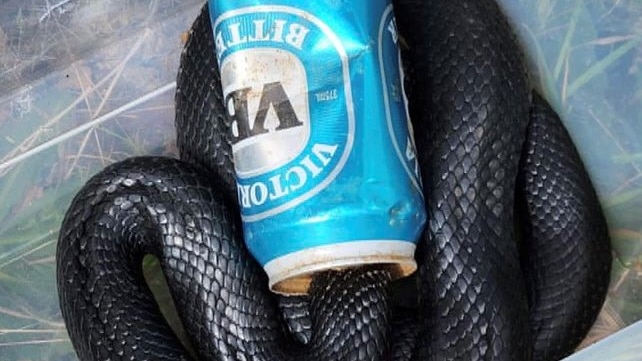 A black snake and a beer can.