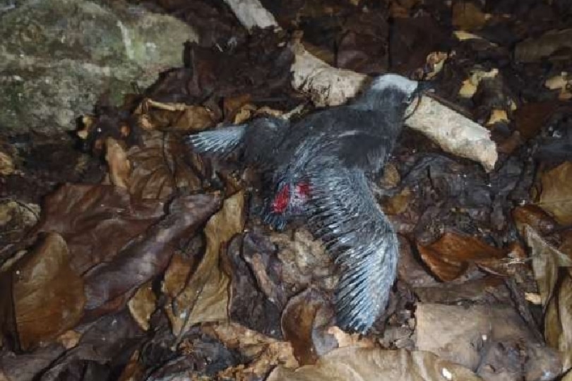 Dead seabird lying in brown leaves, hole in its body with red flesh visible.