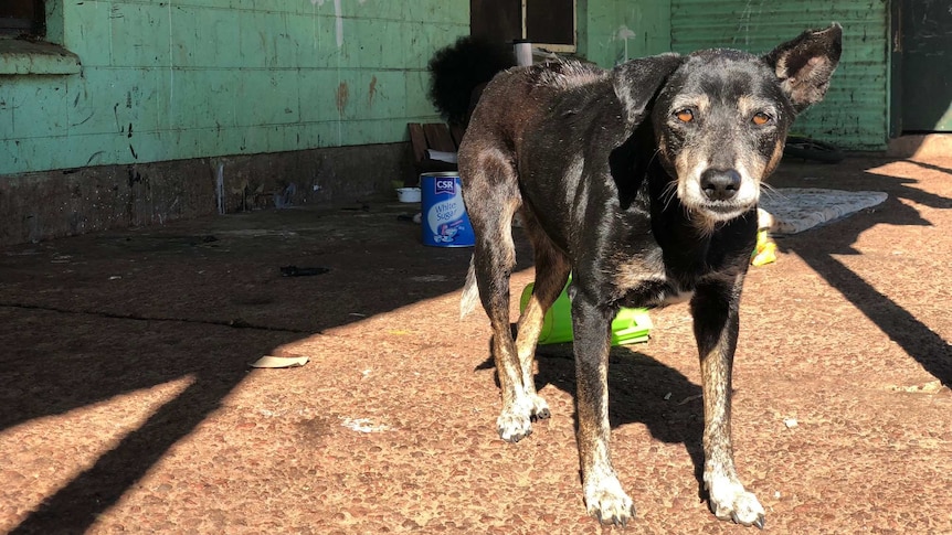 The dog looks into the camera, and stand in front of a green house wall