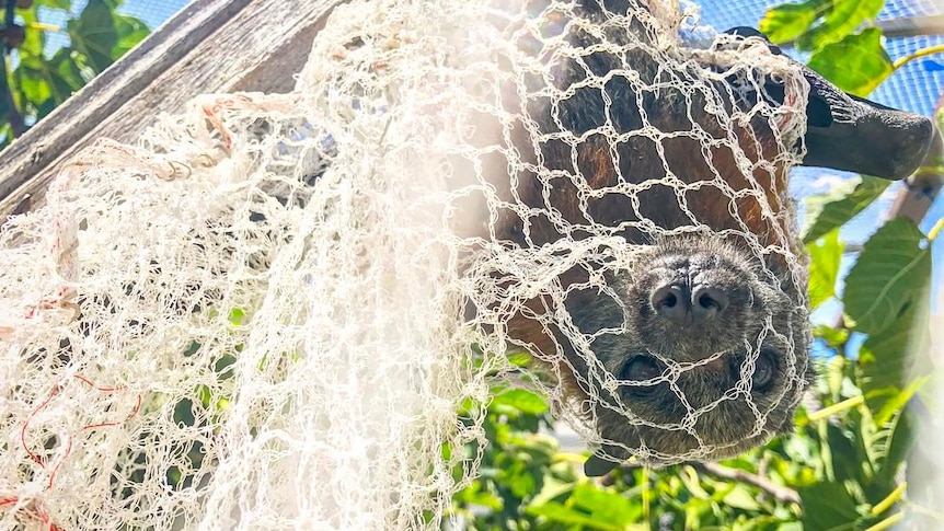 Flying fox caught in net