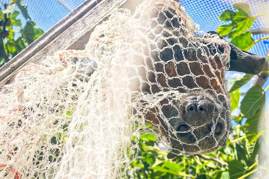 Flying fox caught in net