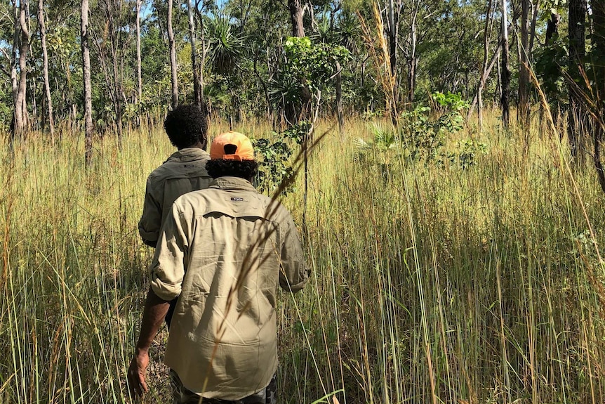 Two Aboriginal men walking out bush with high grass and trees around them.