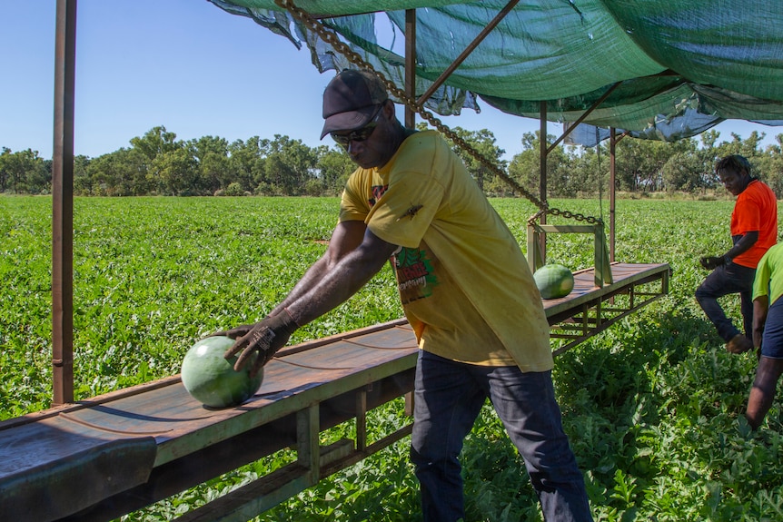 a Pacific Islander picking watermelons on a farm.