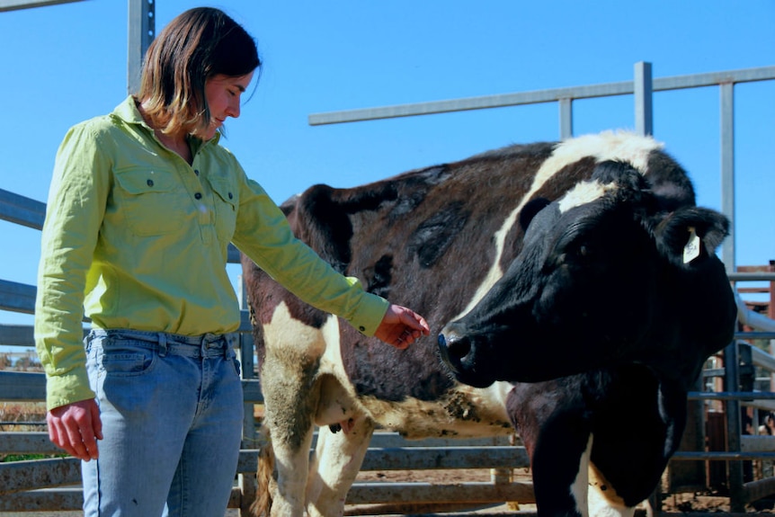 Sally Downie reaching out to pet a dairy cow.