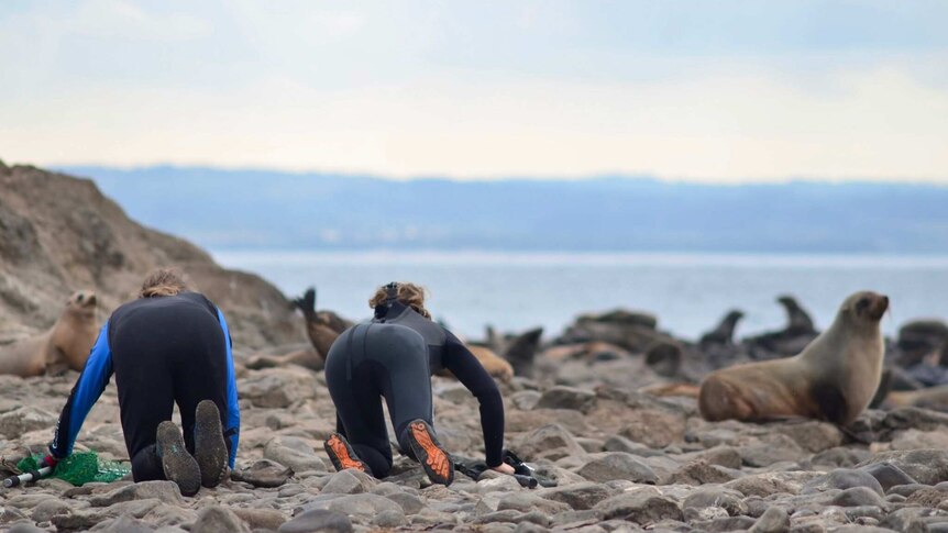 Researchers crawl over the rocks trying to catch a seal.