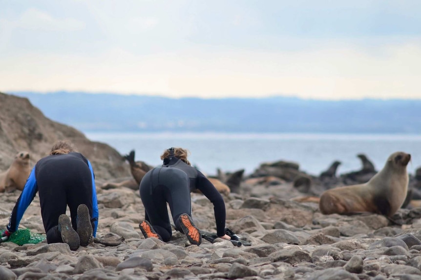Researchers crawl over the rocks trying to catch a seal.