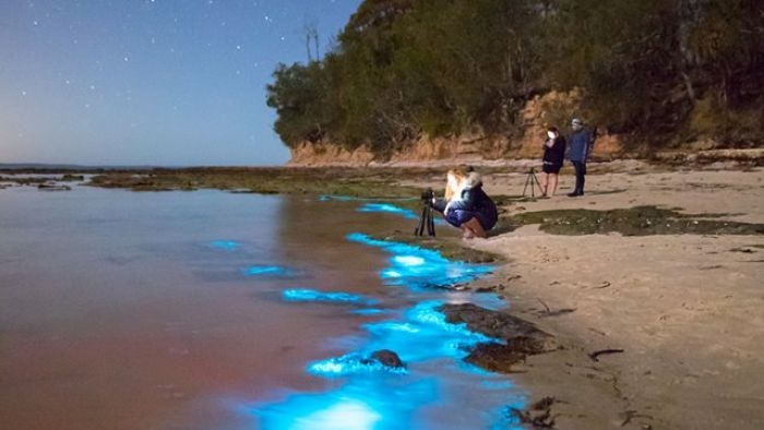 bioluminescene di jervis Bay, NSW