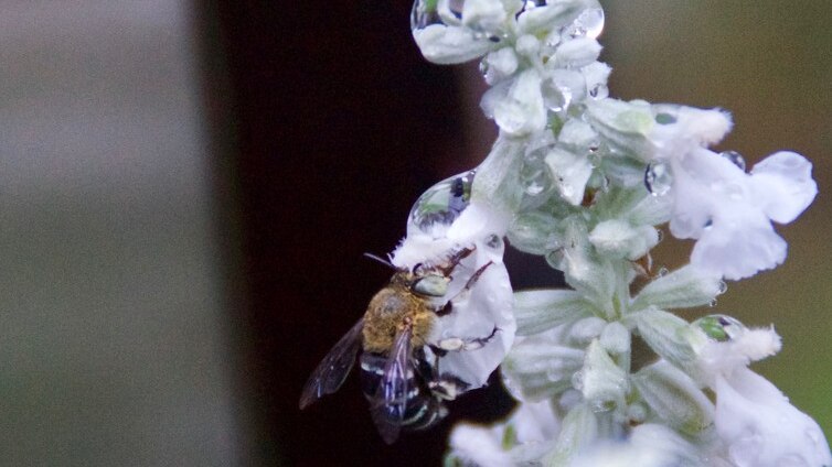 Bee collects nectar from white flower