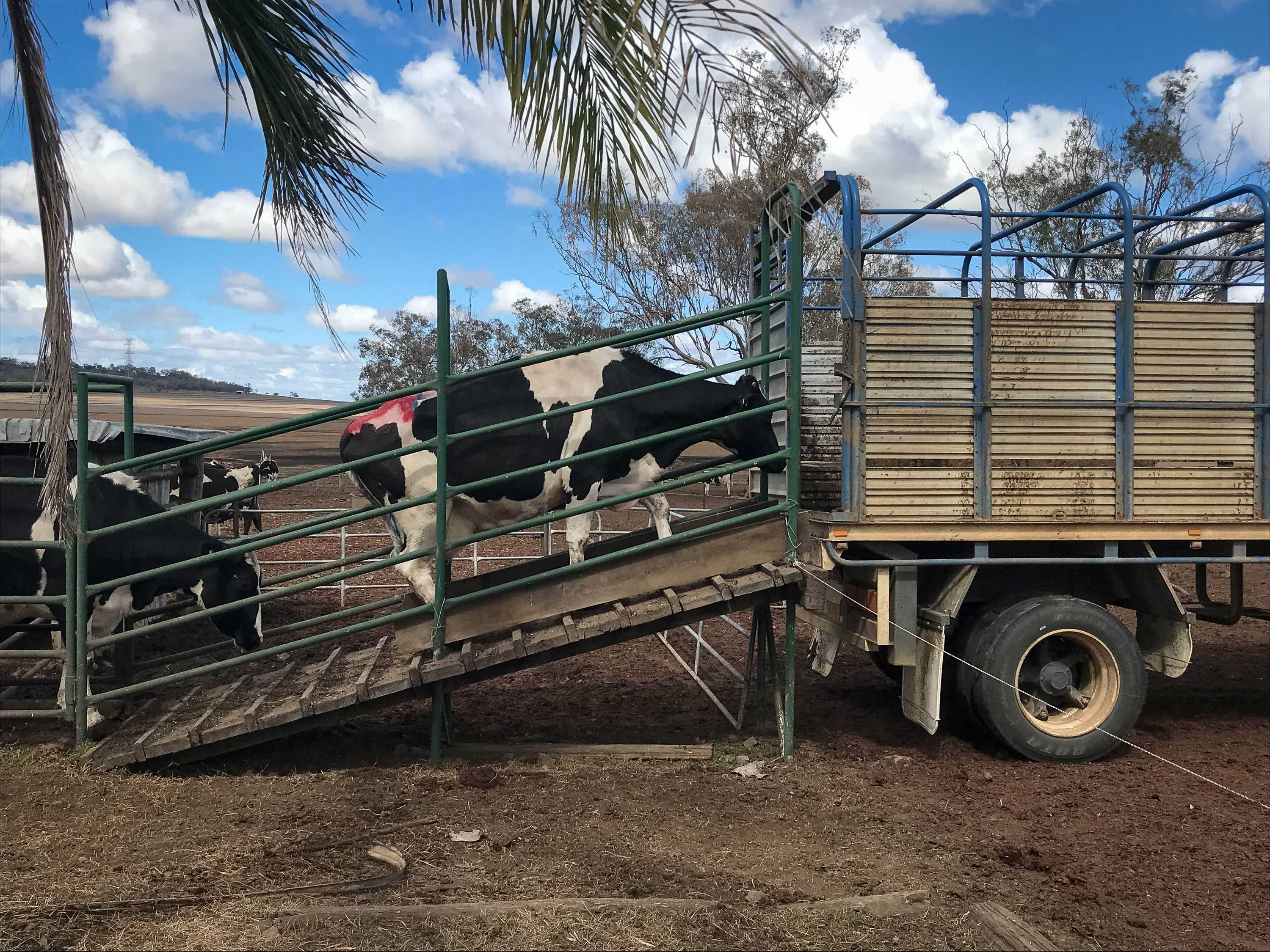 Low farmgate milk price and drought forces an end to 100 years of
