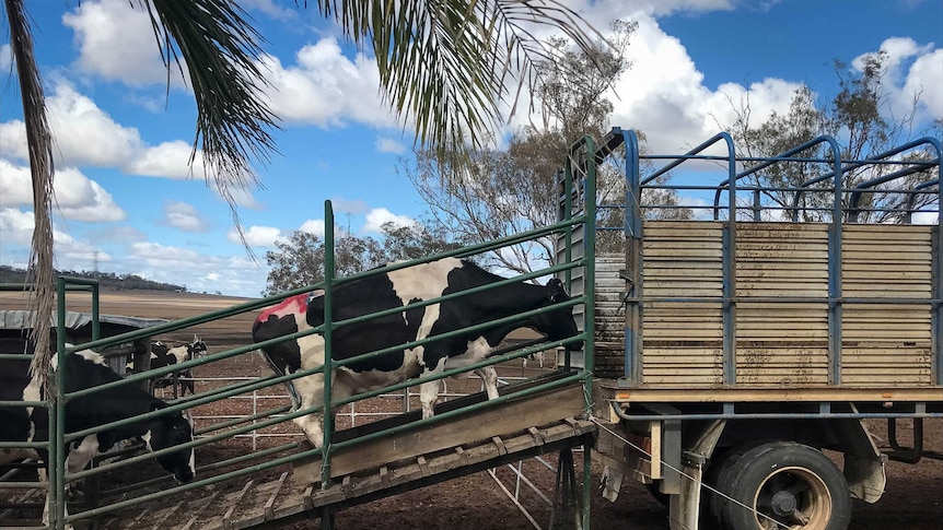 Dairy cows are loaded onto a truck.