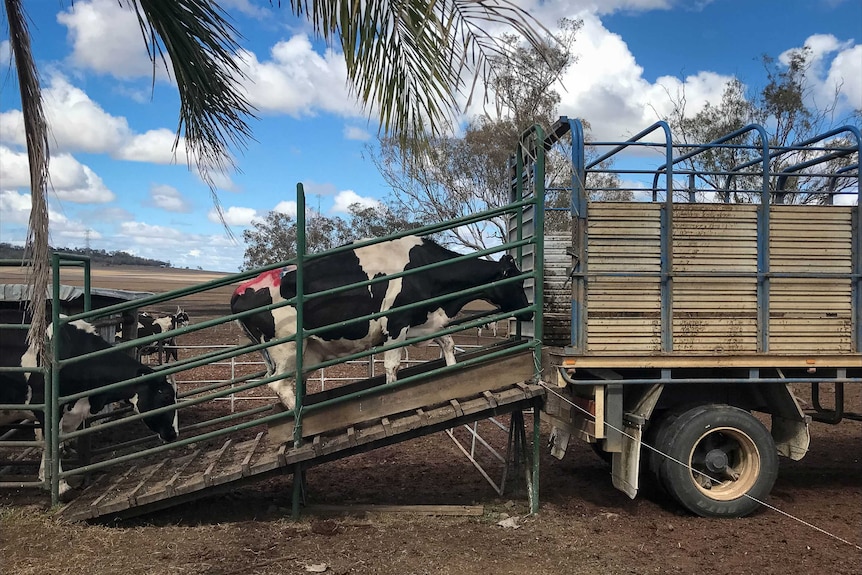 Dairy cows are loaded onto a truck.