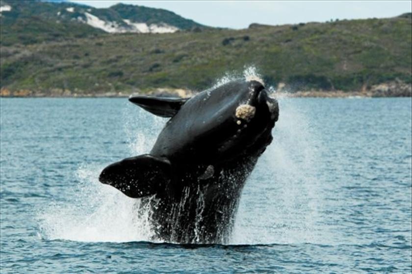 A whale explodes out of the ocean.