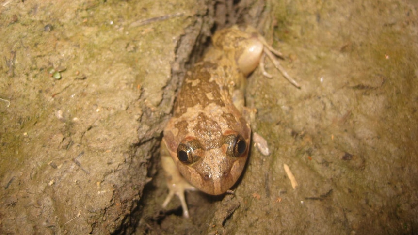 A frog living in the Lachlan River region