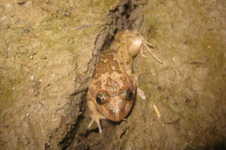 A frog living in the Lachlan River region