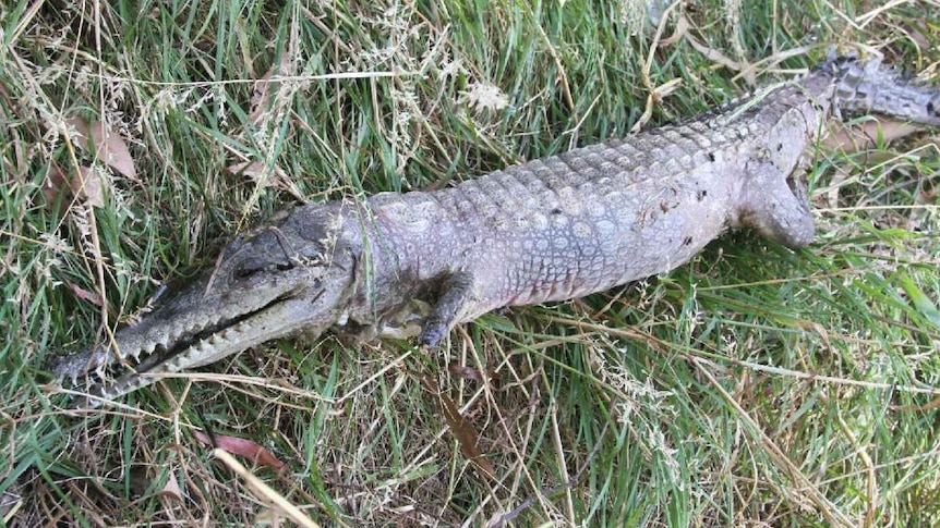 A dead freshwater crocodile found in a Doncaster park