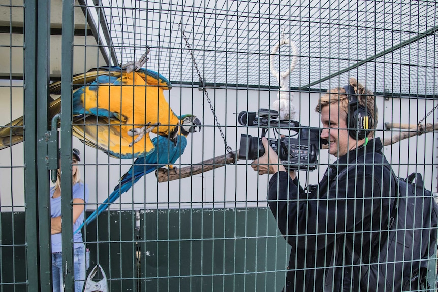 ABC cameraman Nathan Morris filming some macaws from Hudson's Circus.