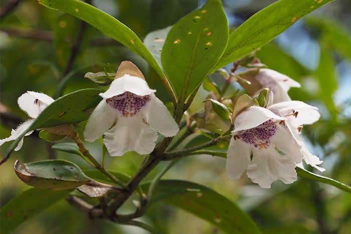 Prostanthera lasianthos