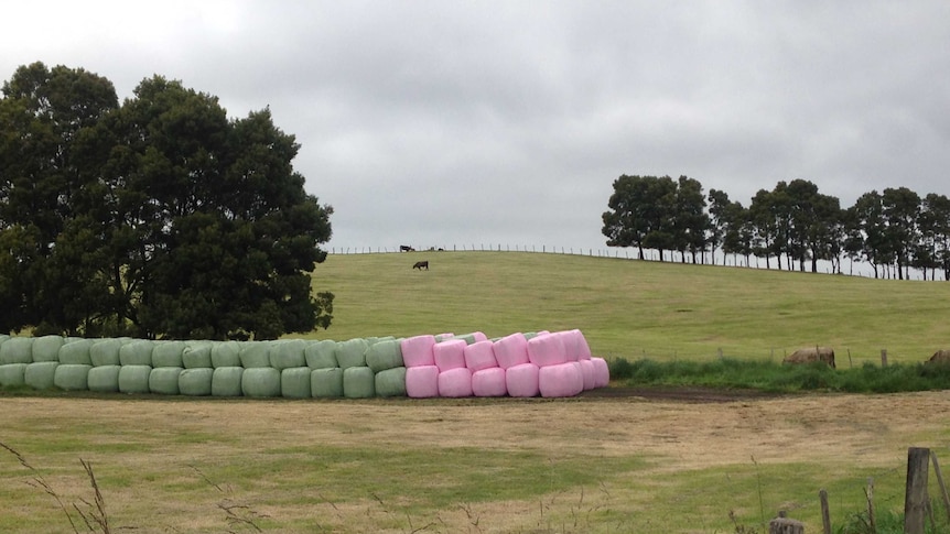Pink Silage bales in Lebrina in, in Tasmania's Pipers River Valley.