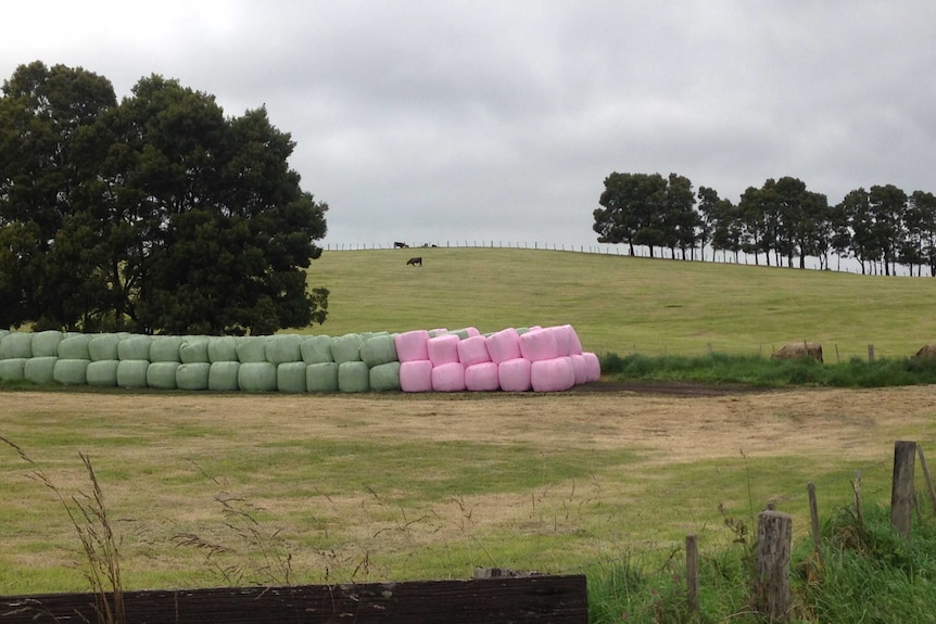 Pink Silage bales in Lebrina in, in Tasmania's Pipers River Valley.