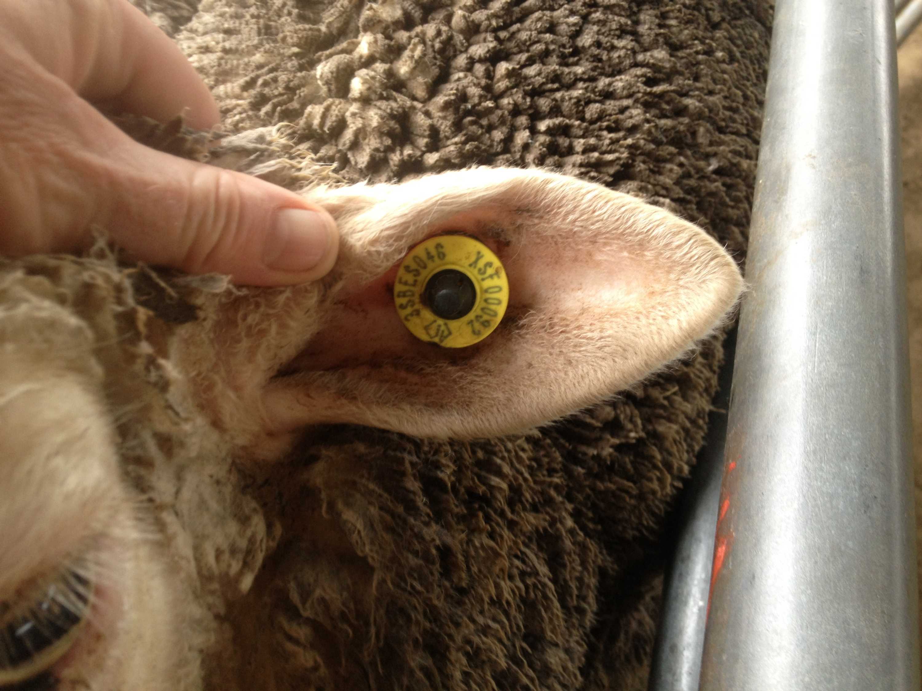 Victorian Government announces 17m package for electronic sheep tag transition ABC News
