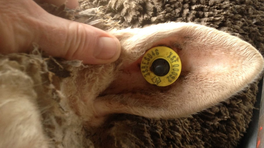 Close up of sheep's ear with small round identity tag.