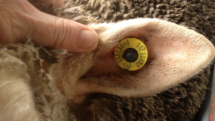 Electronic tag in sheep's ear