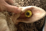 Electronic tag in sheep's ear