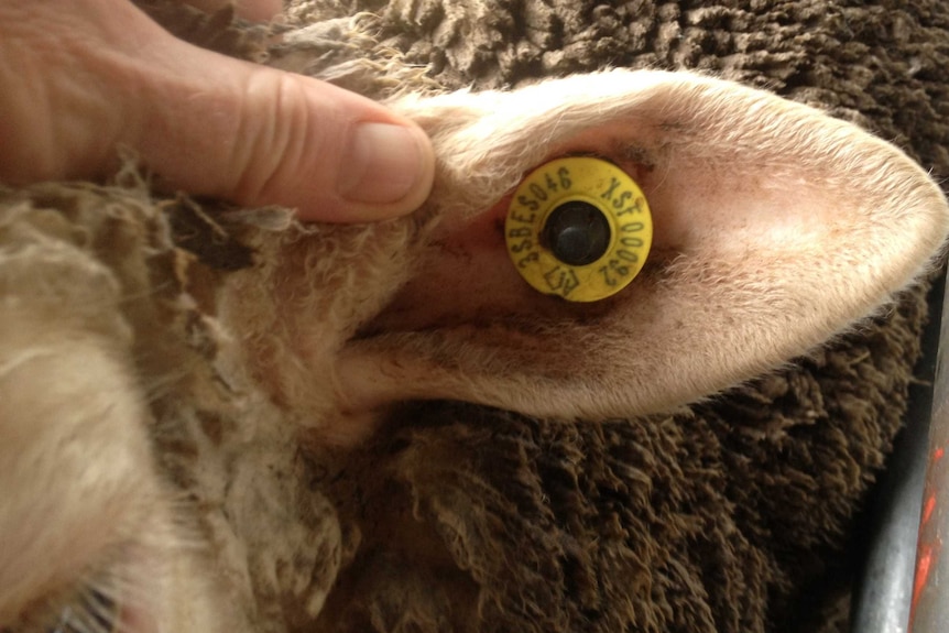Close up of sheep's ear with small round identity tag.