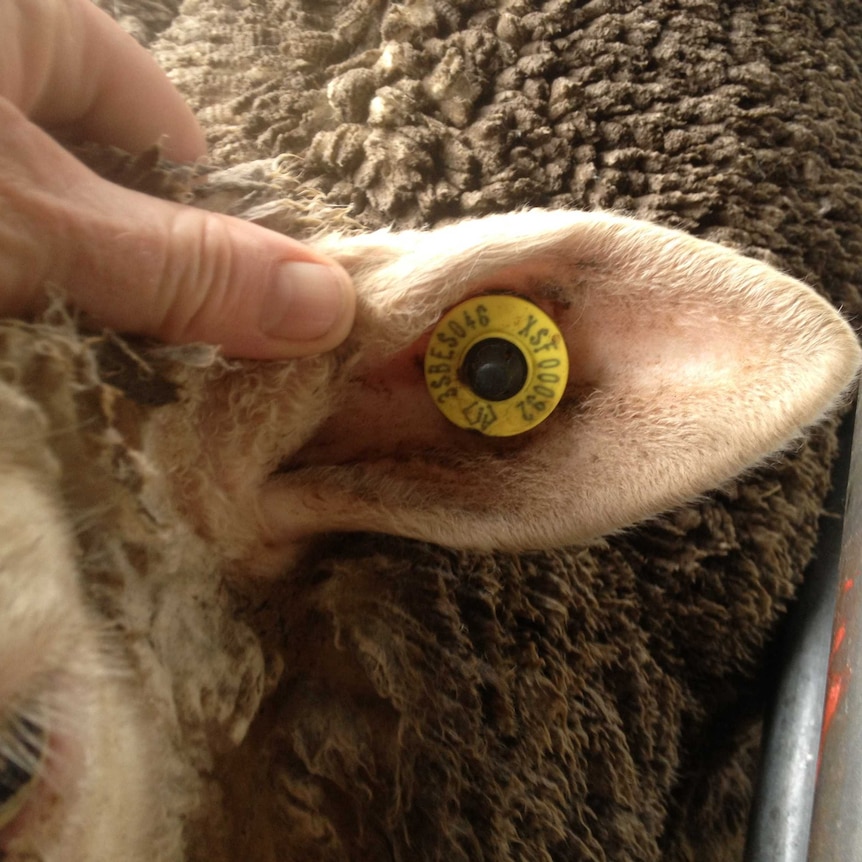 Electronic tag in sheep's ear