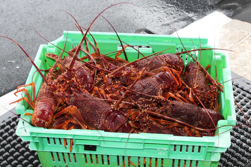 A green box full of bright red crayfish.