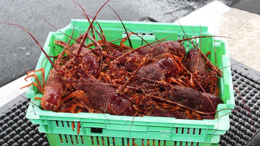 A green box full of bright red crayfish.