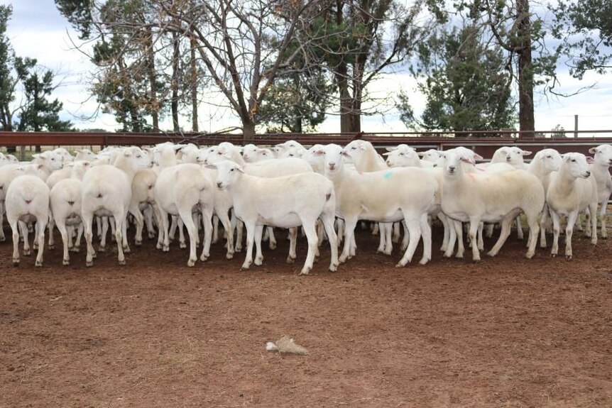 Un corral de ovejas blancas australianas de pie en un corral