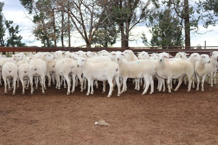 A pen of Australian White ewes standing in a pen