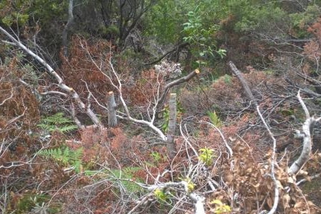 A number of trees have been targeted in an act of vandalism at Angourie.