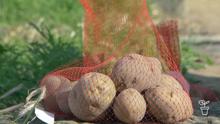 Red netting bag containing potatoes sitting on bring wall on garden vegie bed