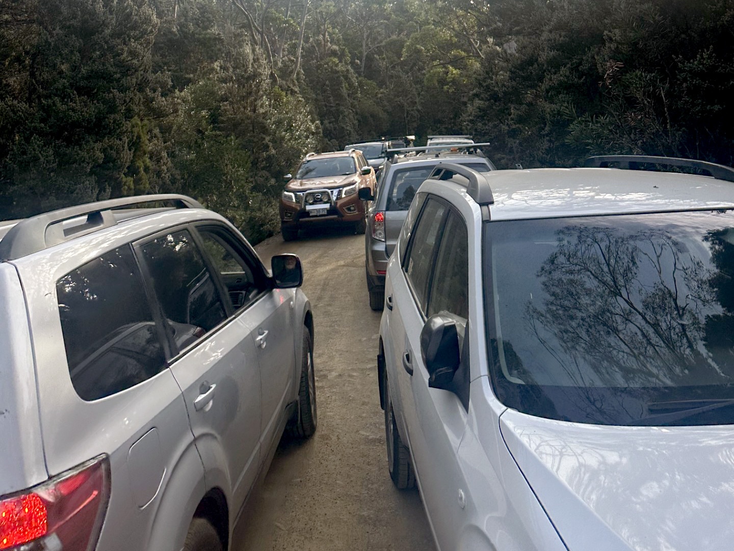 Traffic gridlock as park visitors turn out to see the turning of the fagus